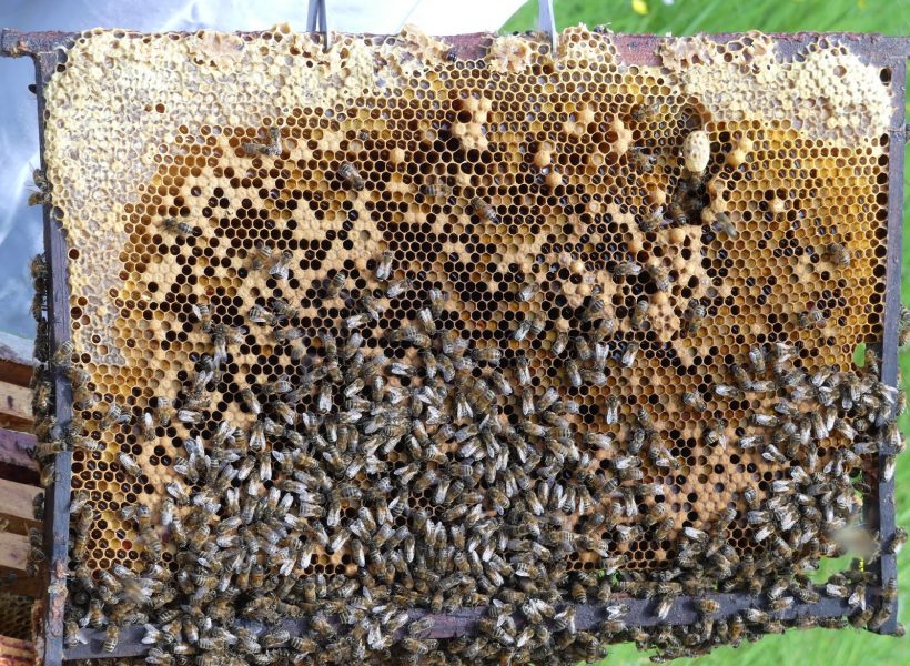 cadre : cellules de miel, couvain d’ouvrières, faux bourdons, reine