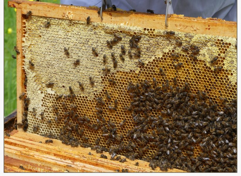 Cadre de réserves de miel