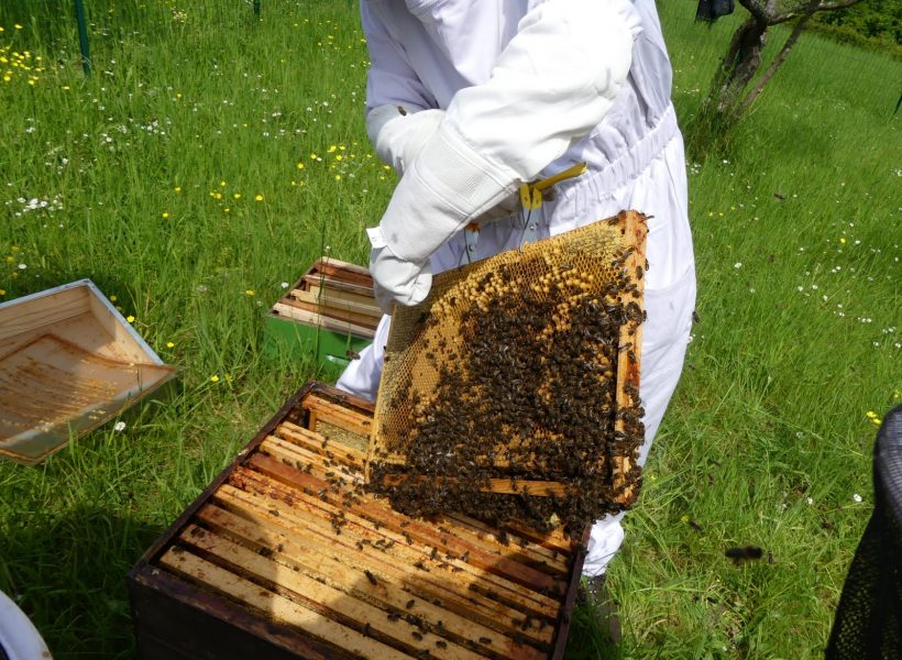inspection des ruches