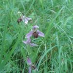 Ophrys abeille de l’AJFCC