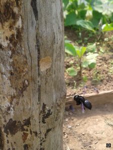 Abeille-Charpentiere