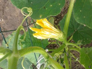 fleur de Courge-Marina-di-Chioggia