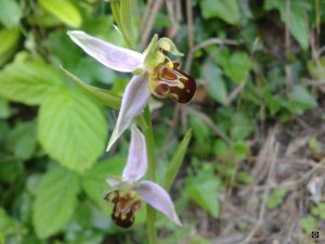 Ophrys-abeille