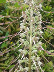 Orchidee-Orchis-bouc