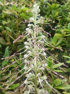 Orchidee-Orchis-bouc3