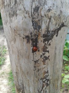 coccinelle