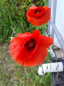 coquelicots