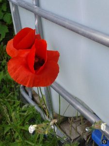 coquelicots