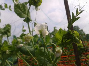 fleurs-de-petits-pois