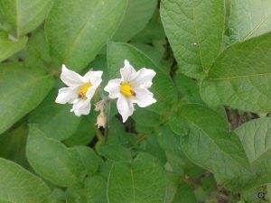 fleurs-de-pomme-de-terre