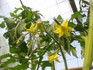 fleurs-de-tomates3