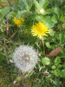 pissenlit
