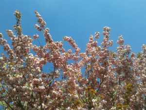 cerisier japonais / prunus AJFCC