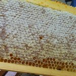 cadre plein de miel