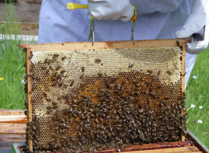 Cadre de miel