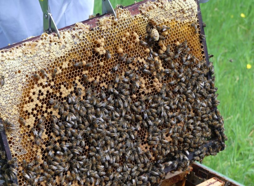 cadre : cellules de miel, couvain d’ouvrières, faux bourdons, reine