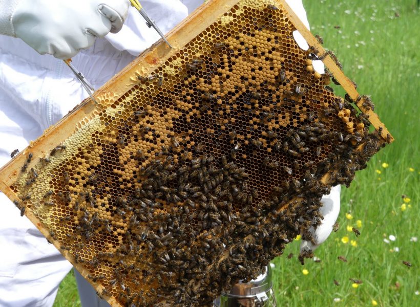 couvain au centre, miel et pollen autour