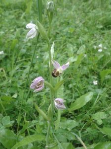 Ophrys abeille de l'AJFCC