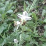 Ophrys abeille de l’AJFCC