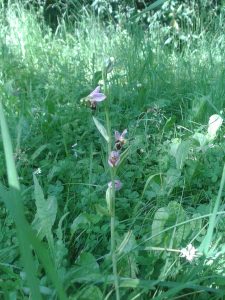 Ophrys abeille de l'AJFCC