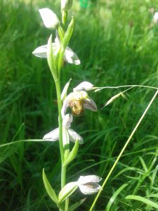 Ophrys abeille