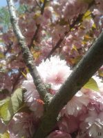 Cerisier-du-Japon