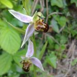 Ophrys-abeille