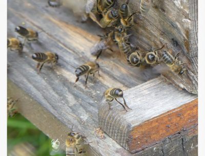 les abeilles battent le rappel
