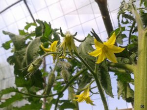 fleurs-de-tomates2